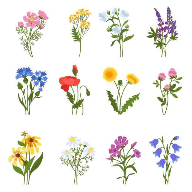 bildbanksillustrationer, clip art samt tecknat material och ikoner med blooming wild flowers. beautiful meadow plants, isolated colorful floral elements, spring summer medicinal botany, natural dandelions, poppy and clover, chamomile and cornflower vector set - bluebell