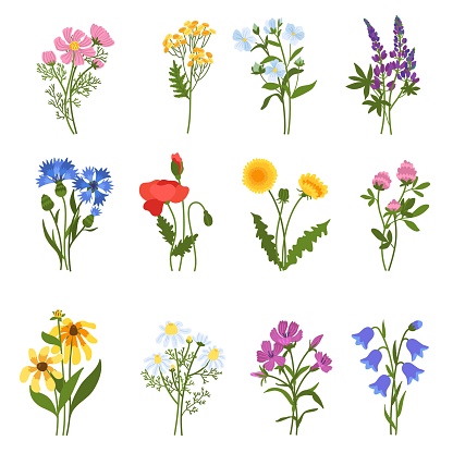 Blooming wild flowers. Beautiful meadow plants, isolated colorful floral elements, spring summer medicinal botany, natural dandelions, poppy and clover, chamomile and cornflower, vector hand drawn set