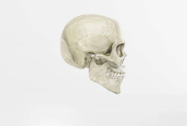 Close-up of a detailed human cranium anatomy model showing marked sutures and bones for educational purposes in a medical setting.