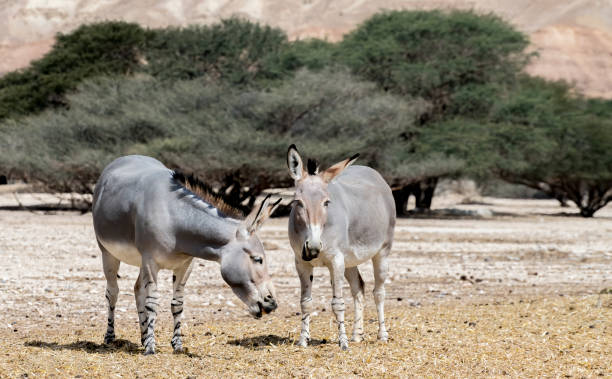 istock Somali wild donkey (Equus africanus) in nature reserve 1384888196
