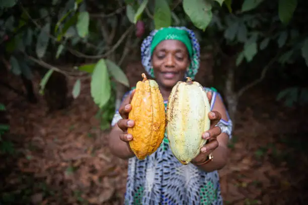 Close up of two cocoa pods held in the hand by a farmer, focus on the cocoa pods and background out of focus