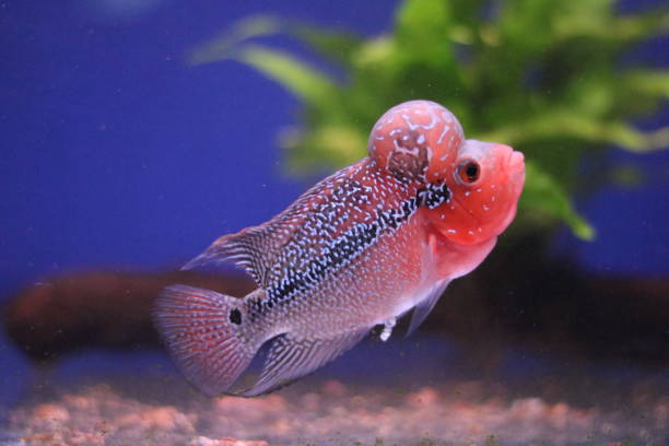Flowerhorn Cichlid fish Flowerhorn Cichlid with green and blue background cichlid stock pictures, royalty-free photos & images