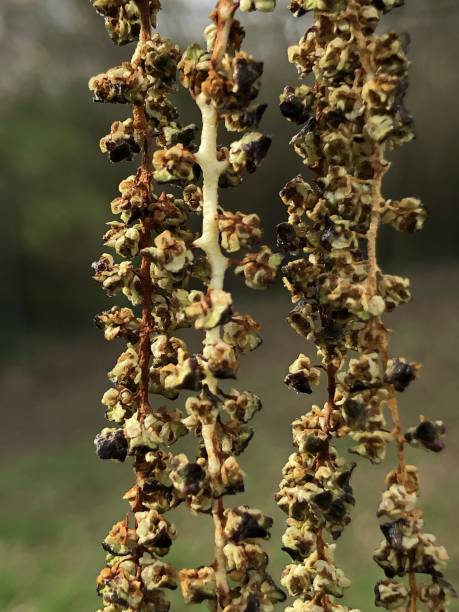 istock Grey Alder - Male catkins / flowers 1384890886