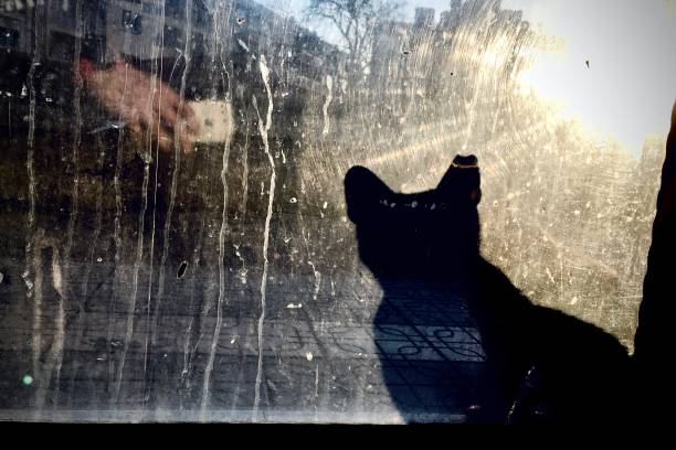 istock Shadow of a Stray Cat. 1384890917
