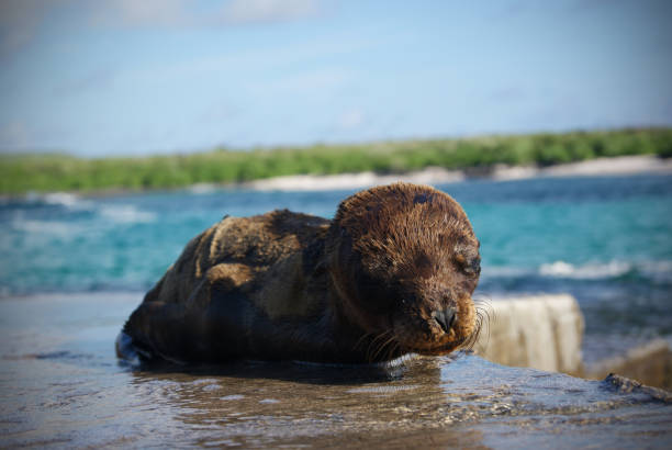A baby seal lies alone on wet rocks beside the ocean in the Galápagos Islands.