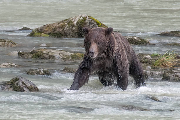 istock Brown bear is very full but will try for another fresh fish after catching and eating many fish today 1384891782