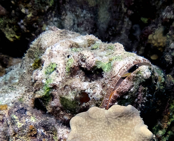 istock A Devil Scorpionfish (Scorpaenopsis diabolus) in the Red Sea 1384892043