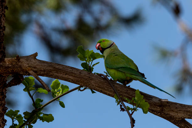 istock Ringneck Parakeet. indian parrot green 1384892888