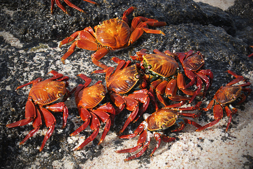 Bright red crabs cluster on dark grey rocks beside the ocean.