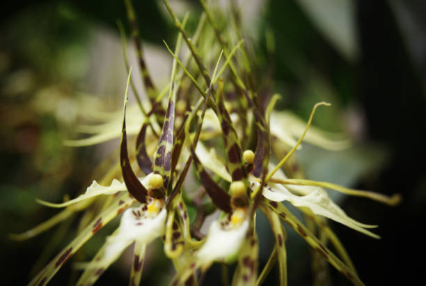 planta exótica na floresta tropical - rare flower orchid beautiful - fotografias e filmes do acervo