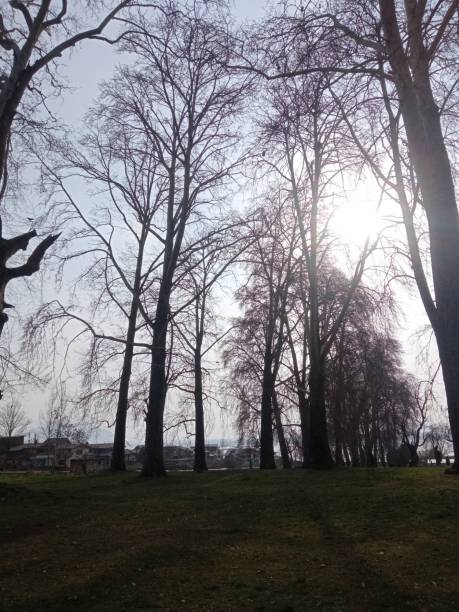 istock Canopy oF Trees 1384893412