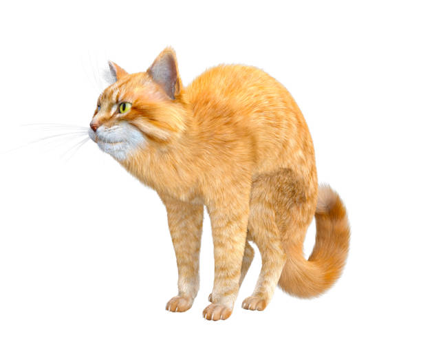 istock 3d rendering of a large Siberian fluffy cat 1384893526