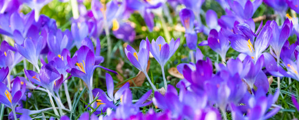 istock Blue crocus in the garden 1384893538