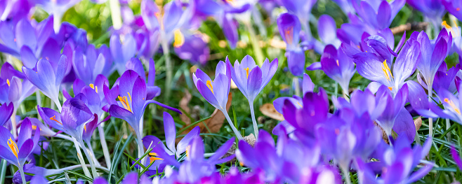 A close-up photo of beautiful blue and purple crocus