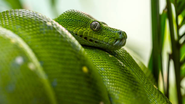 Emerald tree boa Close-up portrait of an emerald tree boa wrapped on a tree branch looking around green boa snake corallus caninus stock pictures, royalty-free photos & images
