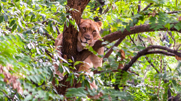 istock African lion relaxing in a tree 1384894562