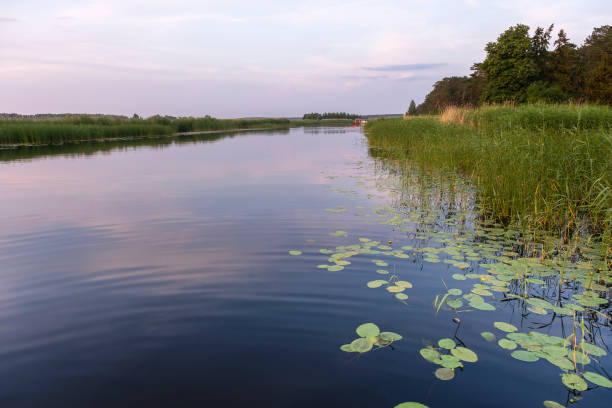 istock Reeds and water lilies. Calm, quiet water surface. Evening on the river Lielupe 1384894608