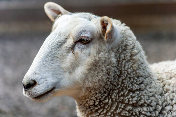istock Portrait of a sheep 1384894614