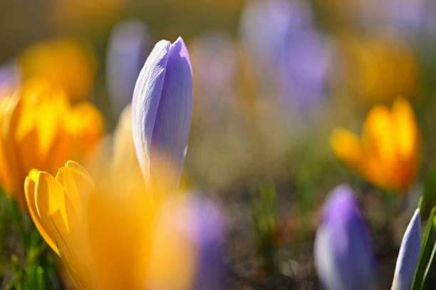 istock Spring background with flowers. Beautifully colored flowering crocus - saffron on a sunny day. Nature photography in spring time. 1384895741