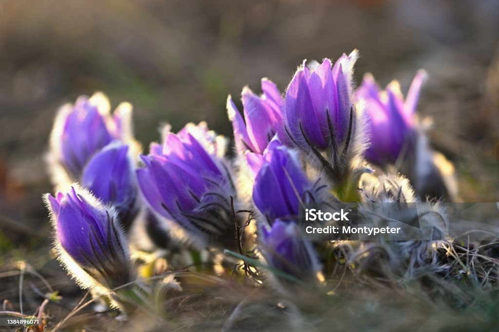 Spring flowers. Beautifully blossoming pasque flower and sun with a natural colored background. (Pulsatilla grandis) Blue Stock Photo