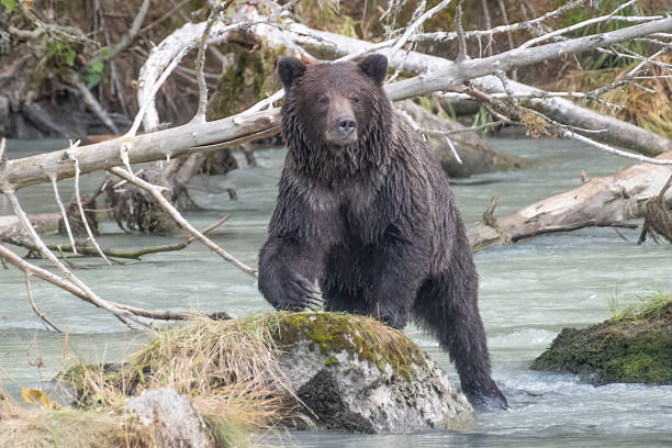 istock Black Bear climbing on a river rock to view surroundings 1384896923