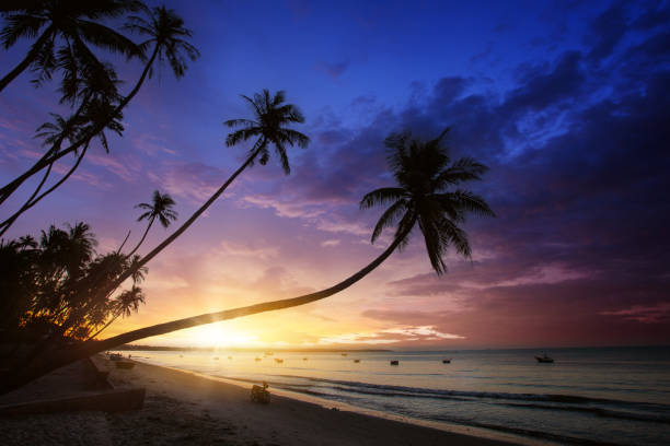 istock Dramatic sunset over the palm trees silhouettes 1384897251