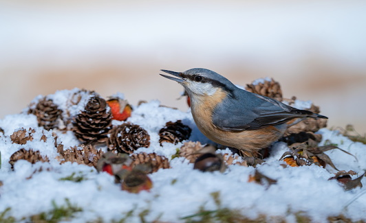 Nuthatch in winter,Eifel,Germany.
Please see more similar pictures of my Portfolio.
Thank you!