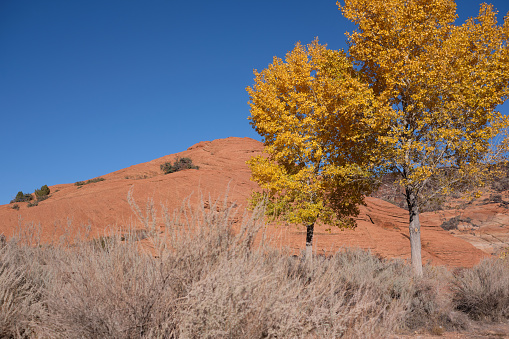 Fall in Snow Canyon State Park.  Under clear blue skies, bright yellow leaves contrast with red cliffs.
