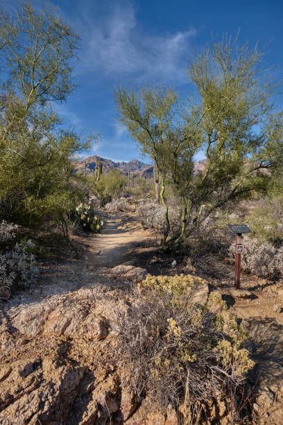 istock Let's take a walk.  Sabino Canyon Recreation Area, AZ 1384898430