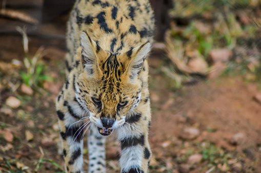 A cute and small Serval staring at us in a game reserve