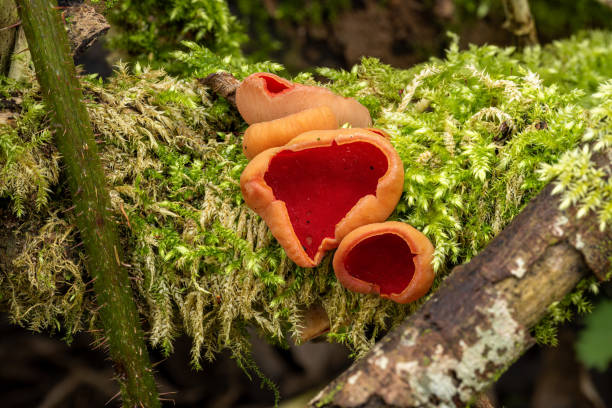 istock Scarlet elf cup, Sarcoscypha austriaca in a woodland setting. 1384900016