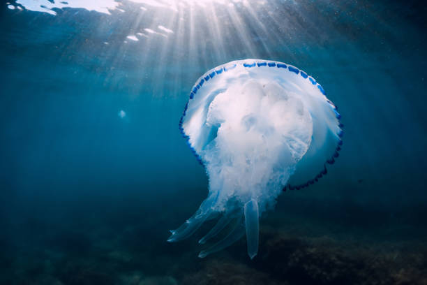 istock Jellyfish glides underwater with sun rays in blue ocean 1384900111