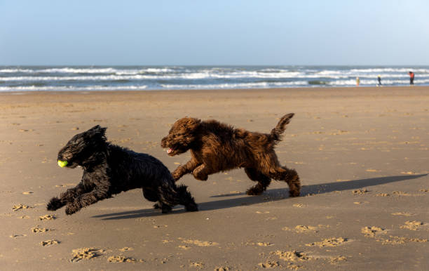 istock two dogs running on the beach 1384901326