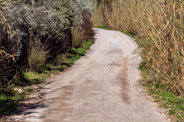 Curvy dirt road between olive trees and reeds.