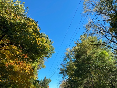 Power lines; bright blue cloudless sky; fall leaves; trees;