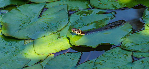 The grass snake (Natrix natrix Persa) ringed or water snake lying on leaves water lily leaves and preys on frogs in garden pond. Close-up of Eurasian non-venomous snake feeds almost exclusively on amphibians.