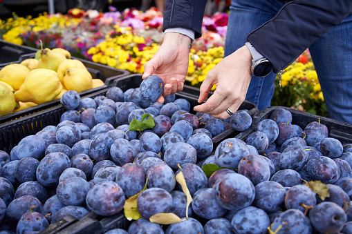 Woman's hands choosing fresh plums at the farmers market in autumn