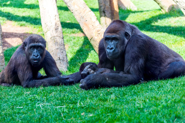 엄마와 아버지 고릴라 와 강아지 에 잔디 - young animal orangutan mother ape 뉴스 사진 이미지