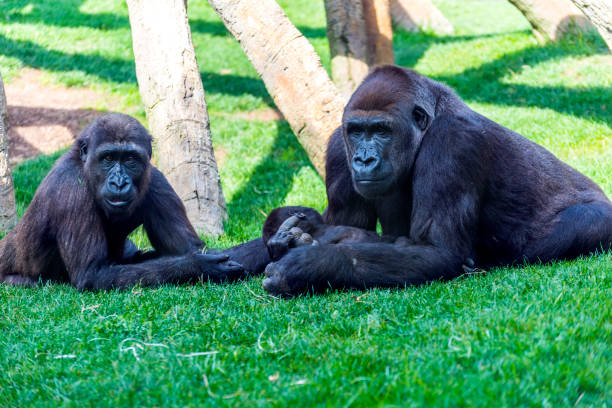 Mother and father gorilla with puppy on grass