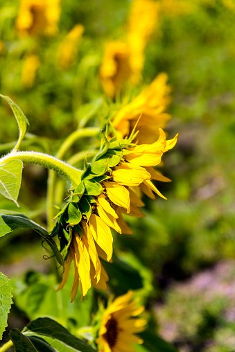 Close-up sunflower field in Turkey.