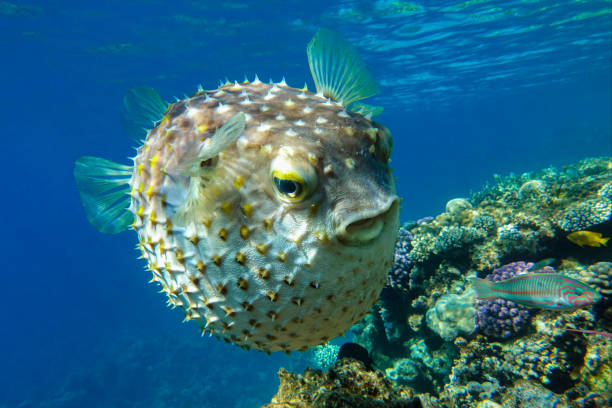 istock Yellowspotted burrfish is in a defensive position 1384906346