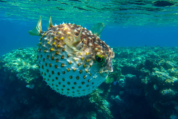 istock Yellowspotted burrfish is in a defensive position 1384906348