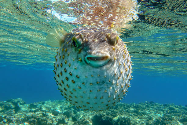 istock Yellowspotted burrfish is in a defensive position 1384906358
