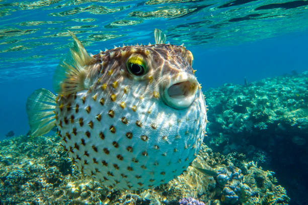 istock Yellowspotted burrfish is in a defensive position 1384906555