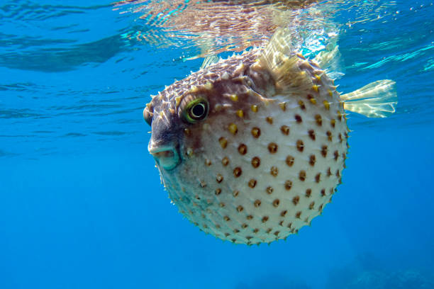 istock Yellowspotted burrfish is in a defensive position 1384906560