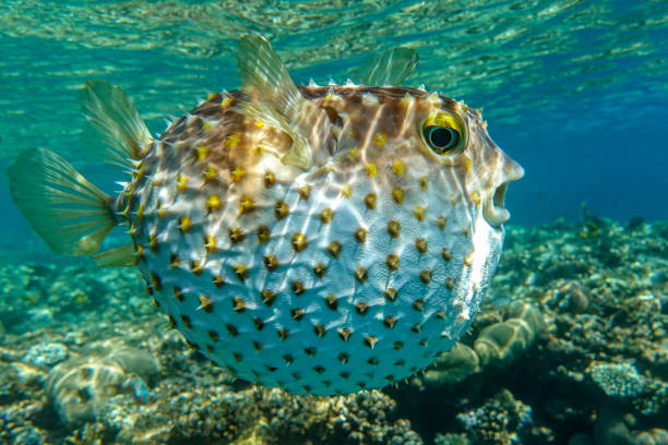 istock Yellowspotted burrfish is in a defensive position 1384906712