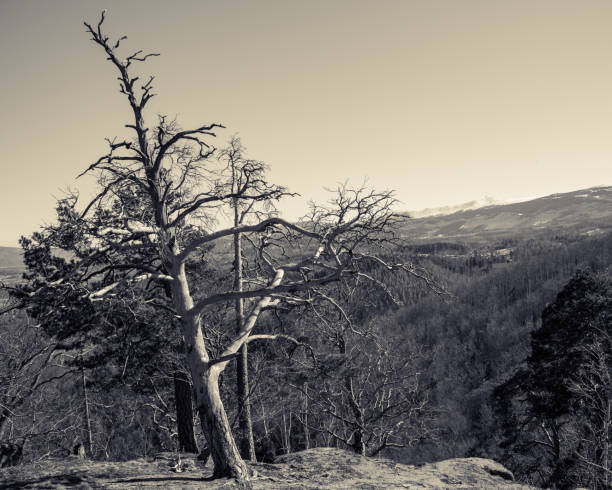 istock Old withered trees on the Chojnik mountain 1384907164