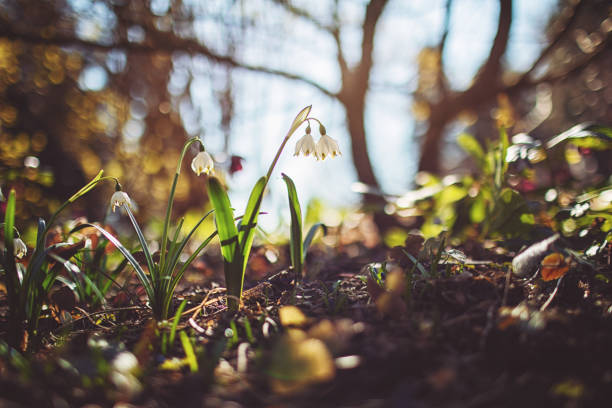 Spring snowflake [Leucojum vernum] on fresh brown earth