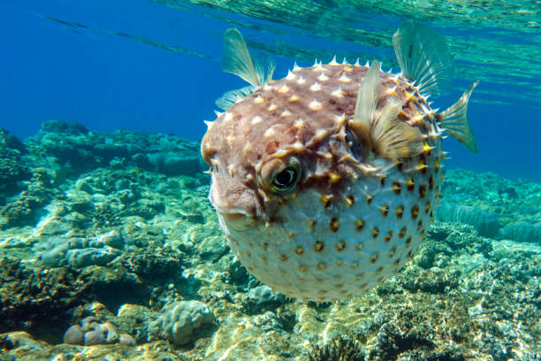 istock Yellowspotted burrfish is in a defensive position 1384907920