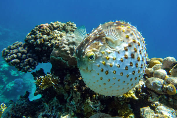 istock Yellowspotted burrfish is in a defensive position 1384907935